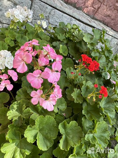 Герань пеларгония