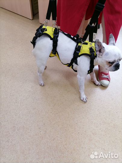 Полная поддержка для маленьких собак (ходунки)