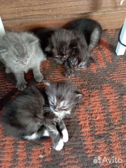 Котята в добрые руки