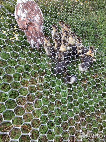 Утка с утинятами