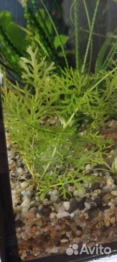 Индийский папоротник, папоротник Болбитис