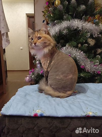 Груминг кошек