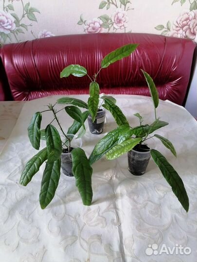 Экзотика, домашние цветы