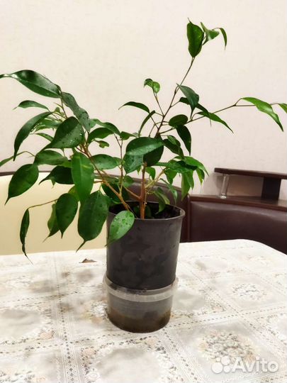 Бенджамина