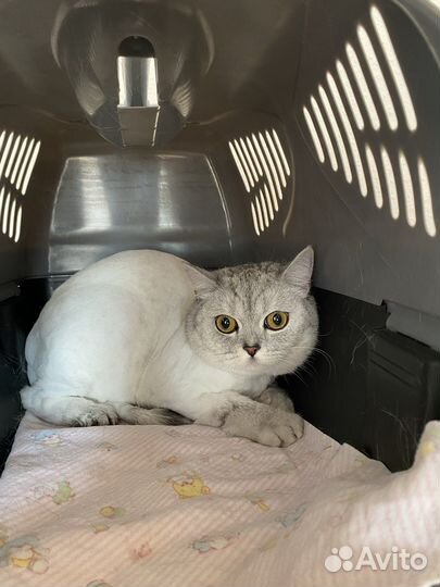 Стрижка кошек