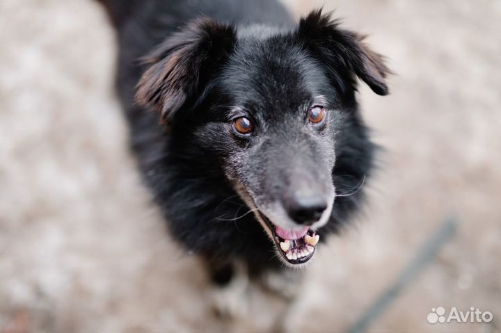 Жук ищет дом