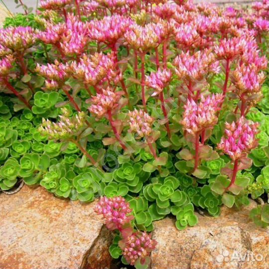 Очиток, седум