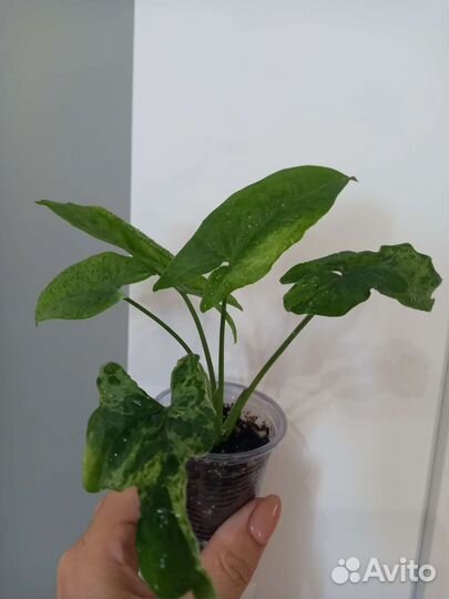 Алоказия полли сингониум