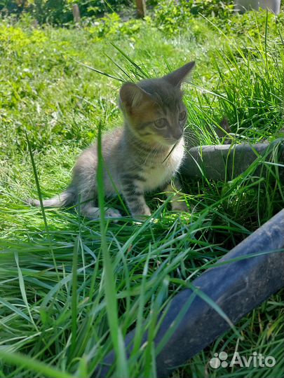 Котята в добрые руки бесплатно