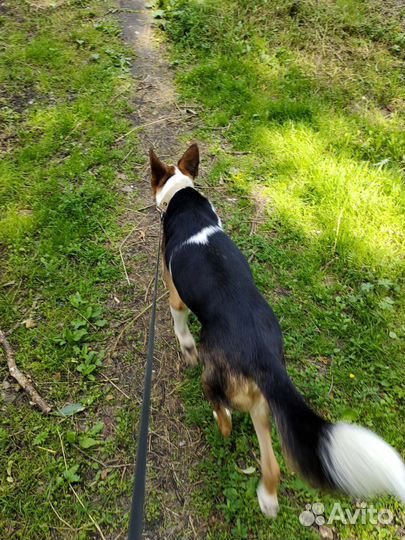 Собака в добрый ручки