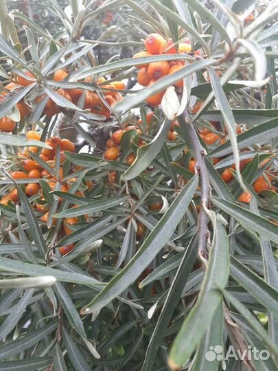 Облепиха для заморозки