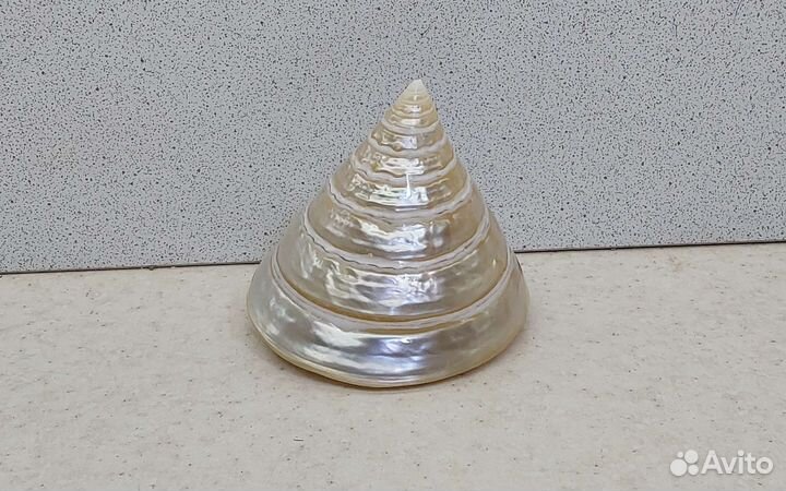 Трохус 7,2*6,6 морская ракушка раковина