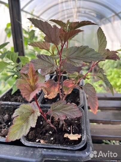 Декоративный кустарник Пузыреплодник