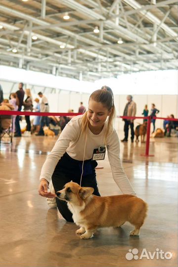 Услуги хендлера