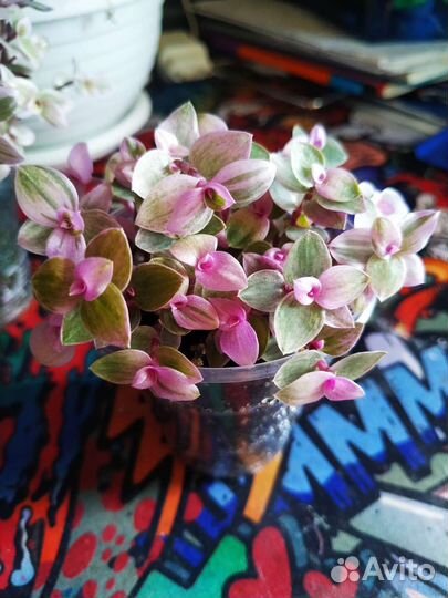 Коллизия розовая