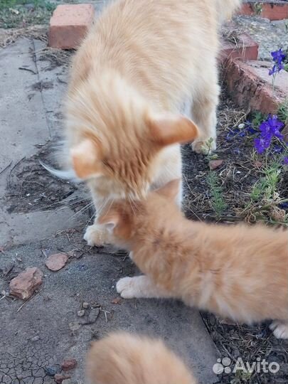 Котята, почти мейн-куны, в добрые руки