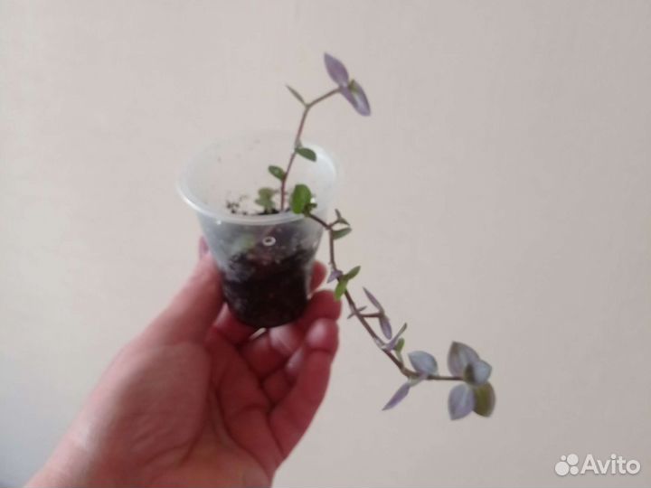 Коллизия