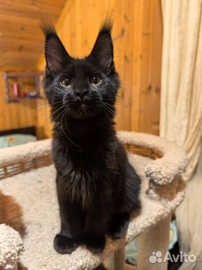 Мальчкий мейн-кун в любимцы и в разведение