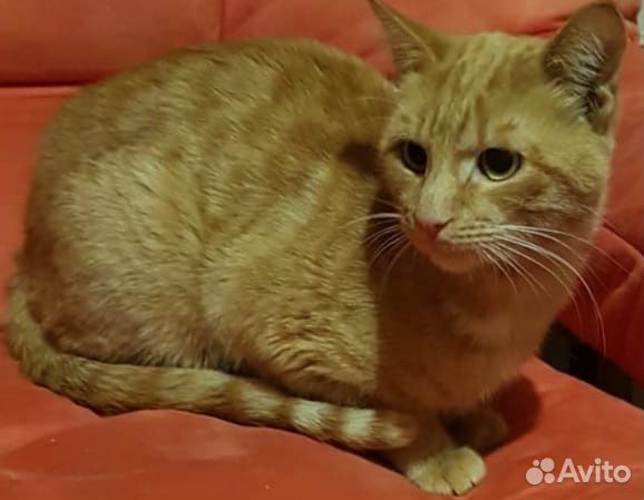 Рыжее счастье ищет свой дом