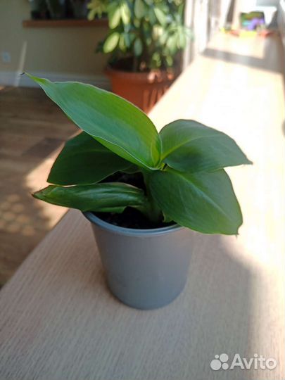 Банан карликовый