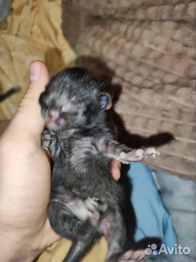 Котята отдам бесплатно