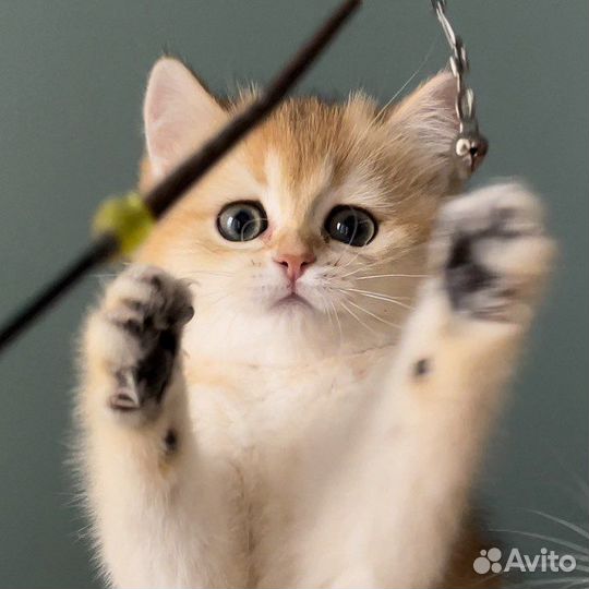 Котята британская золотая шиншилла