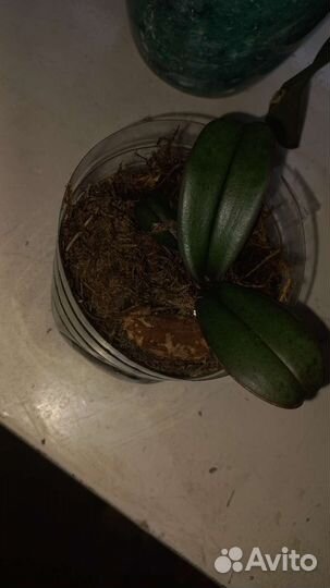 Орхидея фаленопсис детка