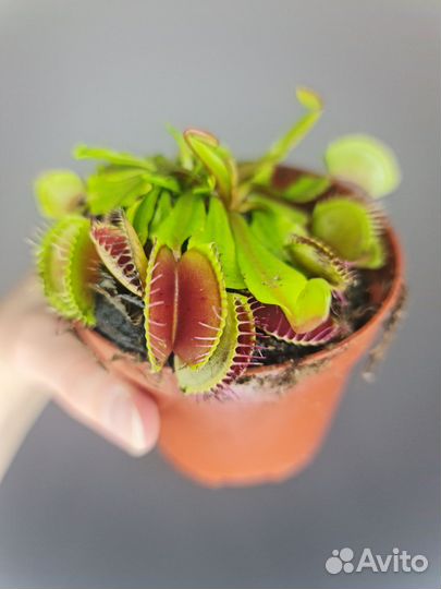 Венерина мухоловка. Дионея