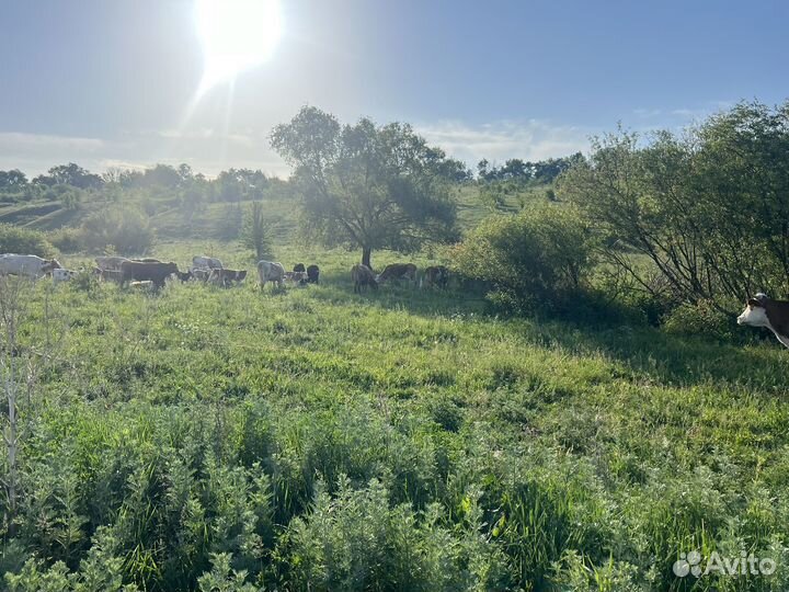 Продается стадо