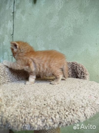 Котята Сибирские рыжие