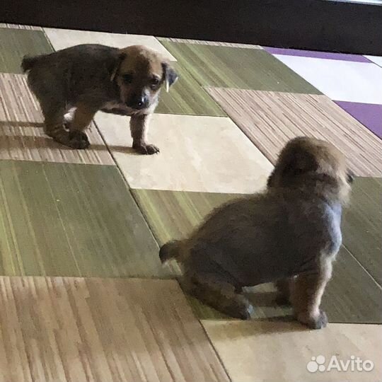 Щенята