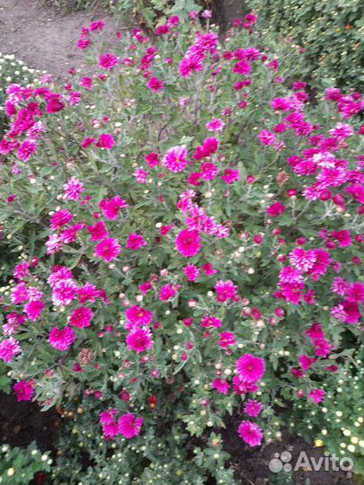 Цветы хризантемы, розы