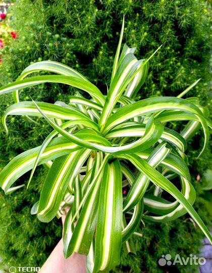 Хлорофитум кудрявый Бонни