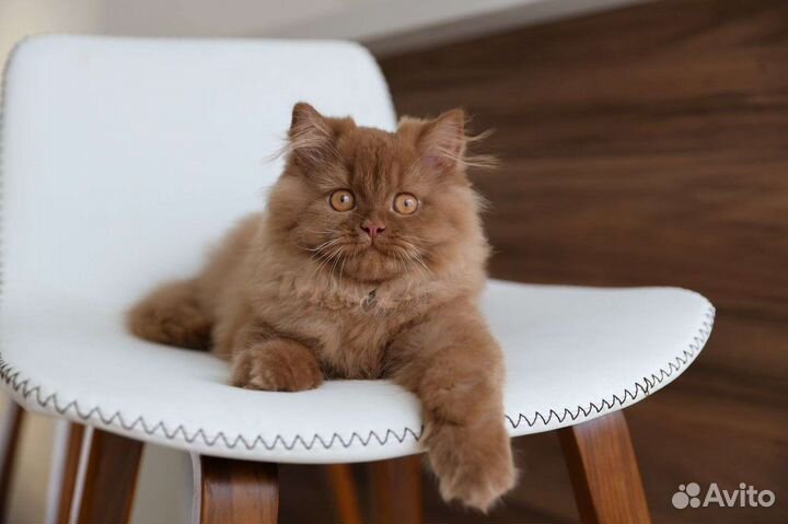 Британский плюшевый котик