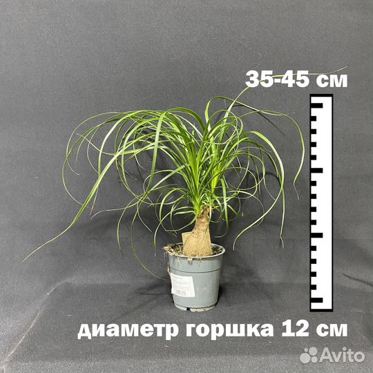 Неприхотливая Пальма Нолина Рекурвата 12/35