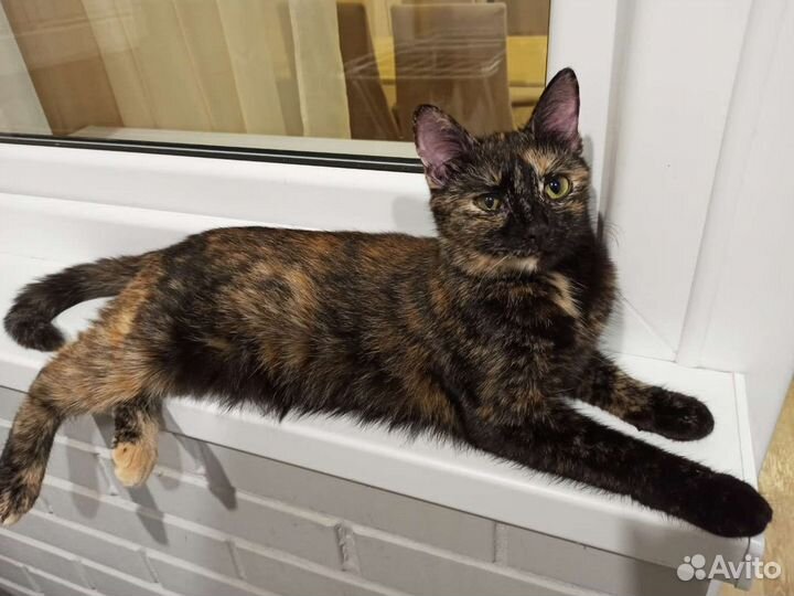 Кошка трехцветка