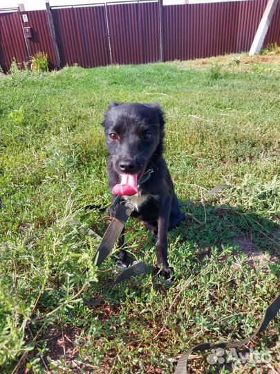 Собака Кнопка