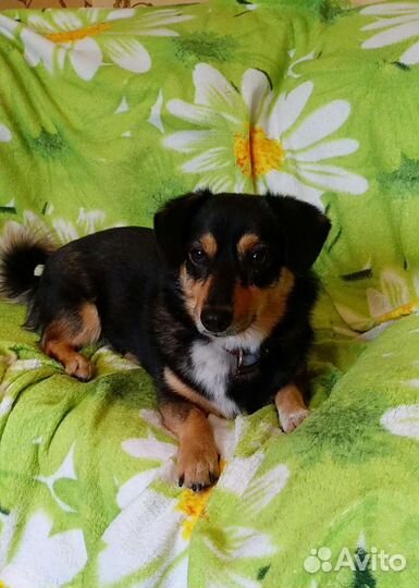 Великолепная мелкая девочка