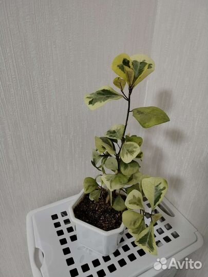 Фикус триангулярис коконат крем