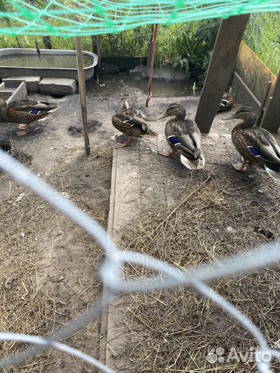 Утята дикой утки