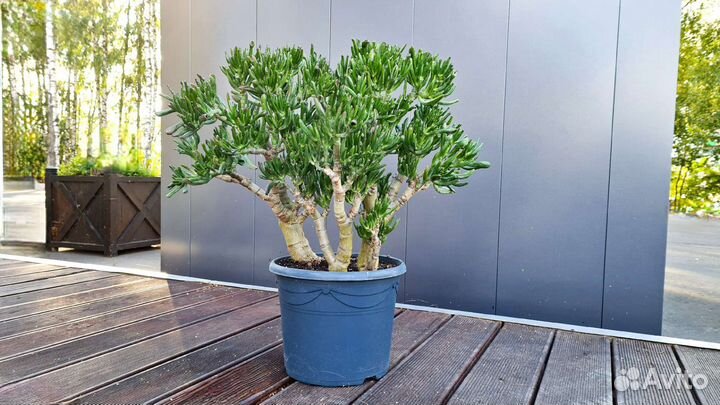 Крассула хоббит