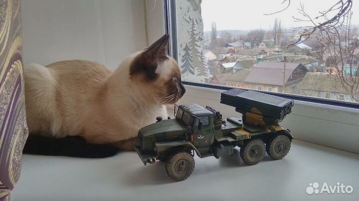 Передержка животных