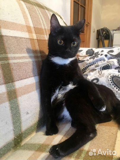 Прекрасная кошечка. Леди Фабби