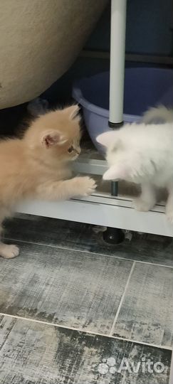 Котята отдам в добрые руки бесплатно