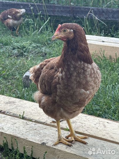 Куры несушки