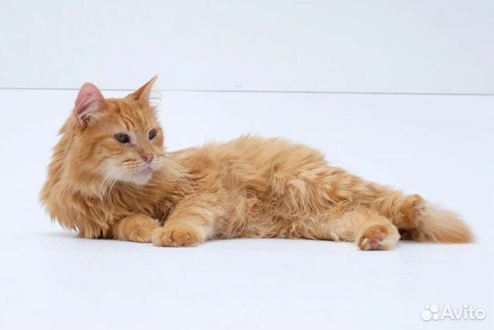 Кот в сапогах