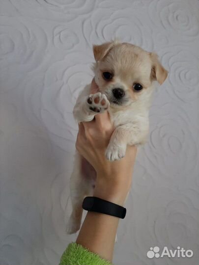 Вязка чихуахуа