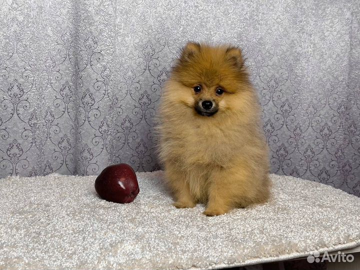 Шпиц мальчик