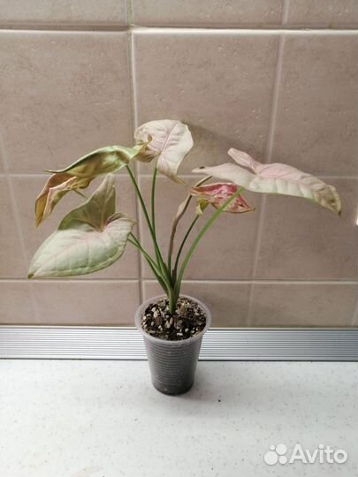 Комнатные растения