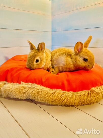 Породистые мини кролики